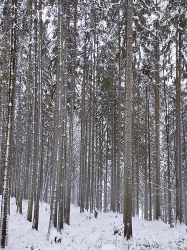 beautiful winter coniferous forest. fir trees covered with snow