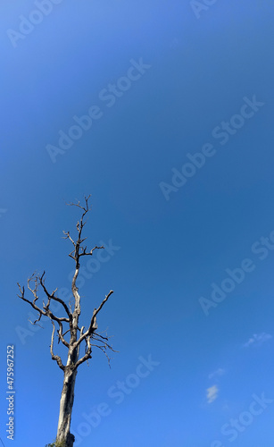 big tree with sky background