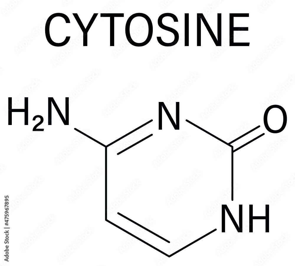 Cytosine pyrimidine nucleobase component. One of the bases found in DNA