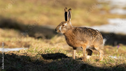 Alert brown hare, lepus europaeus, standing on meadow in spring sunlight. Long-eared animal looking on melting snow in sunshine. Wild rabbit watching on glade.