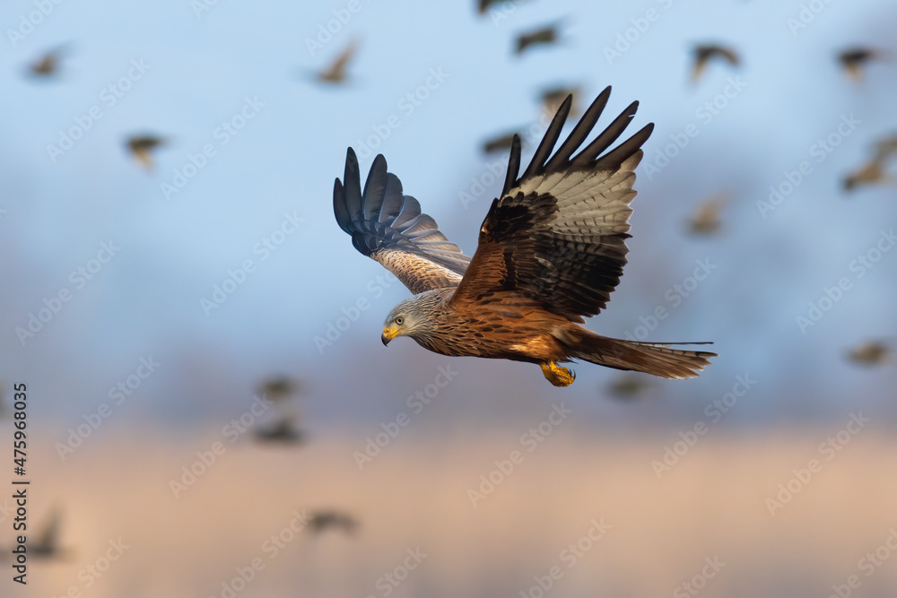 Red kite, milvus milvus, flying with bunch of brids in backgorund in blue sky. Winged bird predator with spread wings over the field. Brown raptor hovering in autumn nature.