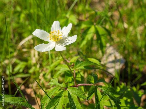 Anemone Asherah, Wood anemone, Anemone nemorosa in spring, lovely white flowers, white curtain fresh flowers. Great spring. May of youth. Spring forest landscape with fresh windflowers outdoors.