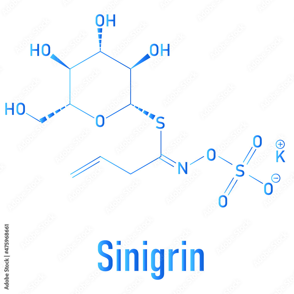 Sinigrin glucosinolate molecule. Present in some cruciferous vegetables like Brussels sprouts, broccoli, black mustard, etc. Skeletal formula. Sinigrin glucosinolate molecule. Present in some cruciferous vegetables like Brussels sprouts, broccoli, black mustard, etc. Skeletal formula.