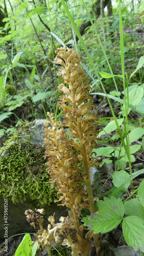 Closeup of Neottia bird's nest plants in a forest photo