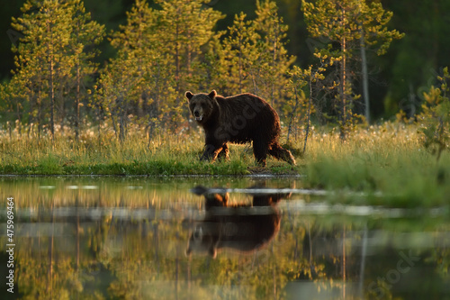 Brown bear near the water at summer evening, water reflection