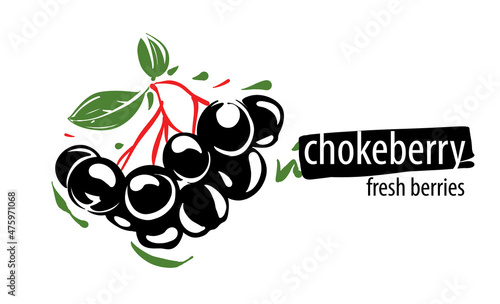 Drawn vector chokeberry on a white background photo
