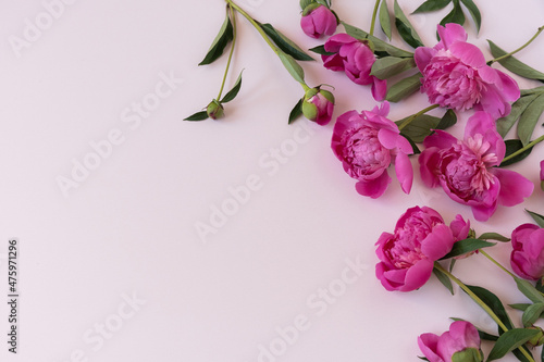 Flowers composition. Pink peonies on pink background with copy space. Flat lay, top view