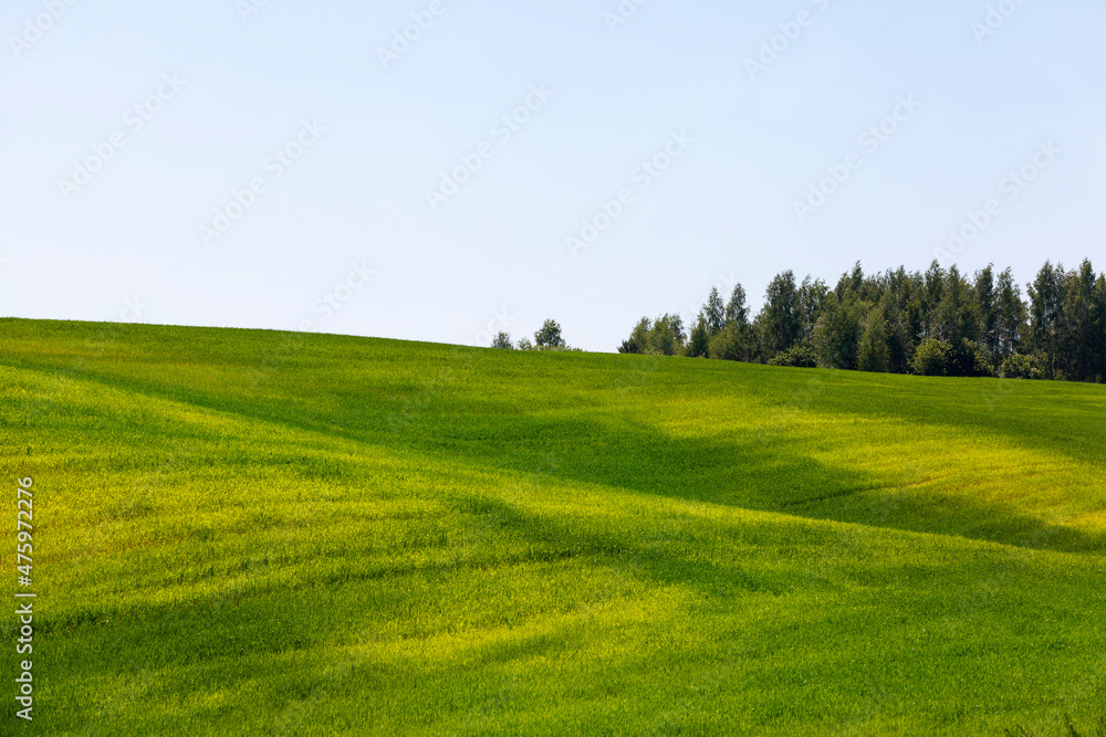 Obraz premium green cereals are immature in an agricultural field