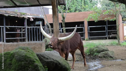 Ankole Watusi, African Cow With Big and Long Horns photo