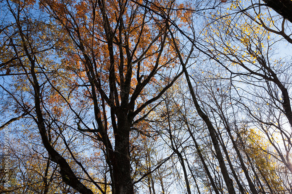 Fototapeta premium deciduous trees in the autumn season during leaf fall