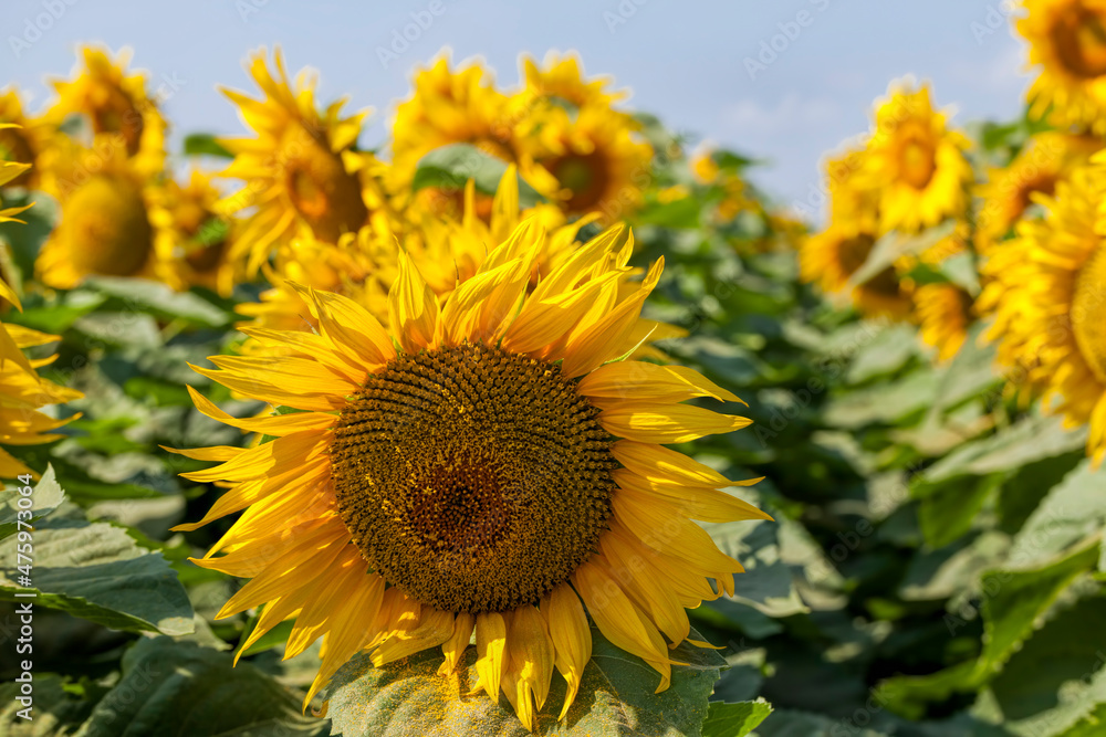 sunflowers blooming in the summer