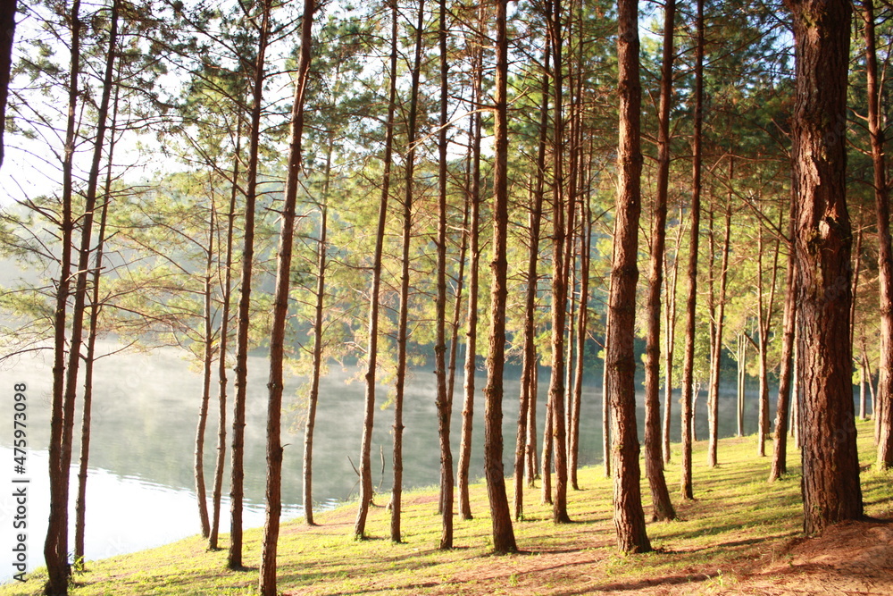 Obraz premium forest in autumn