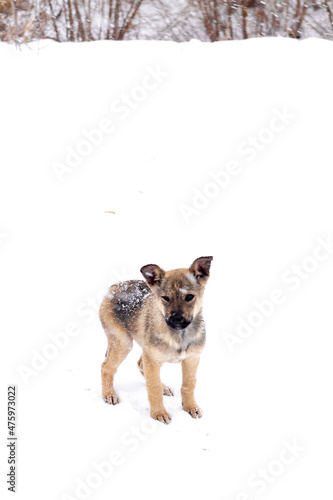 a thin  sickly homeless puppy with lop-eared ears stands in the snow with a winter forest in the background  vertical photo
