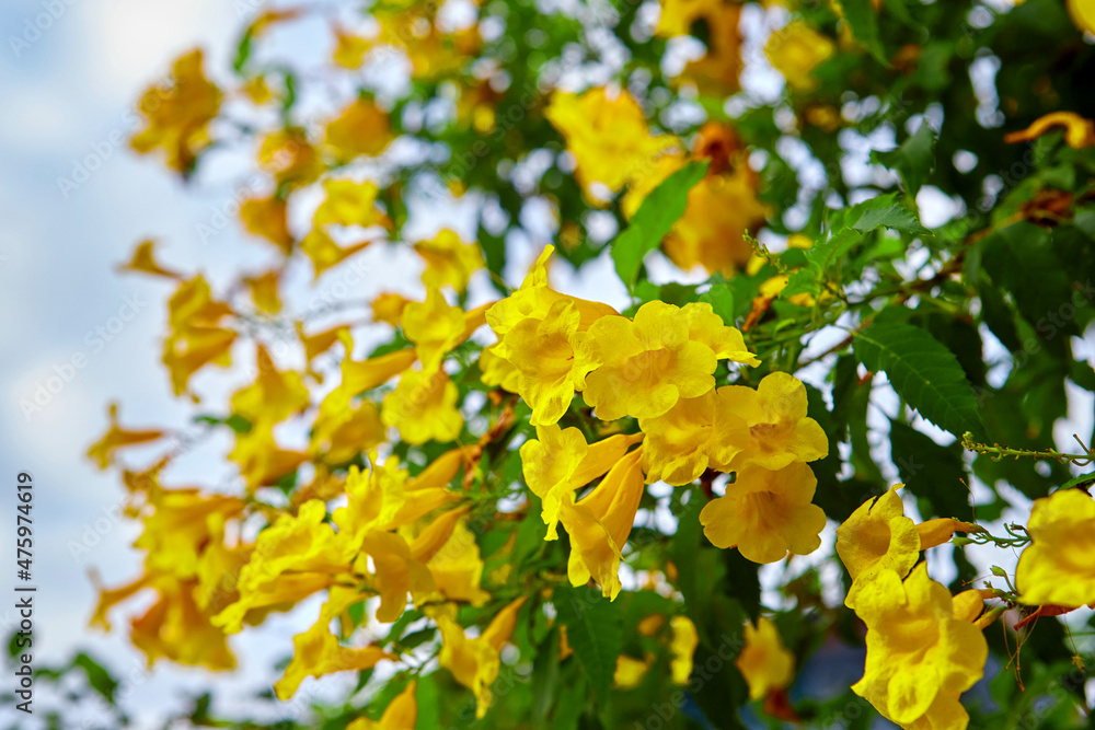 Yellow elder flowers blooming against white clouds