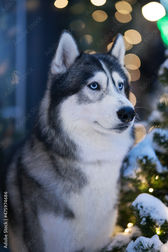 Christmas. Siberian husky dog