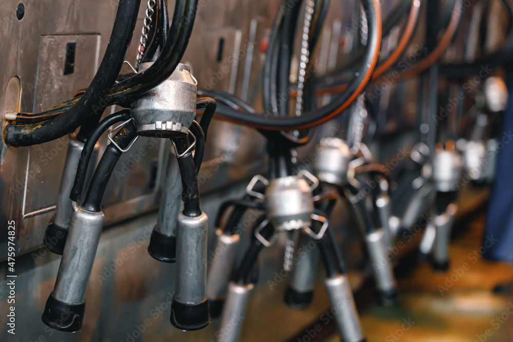 Cow milking machine in a cow farm Cow milking machine in a cow farm