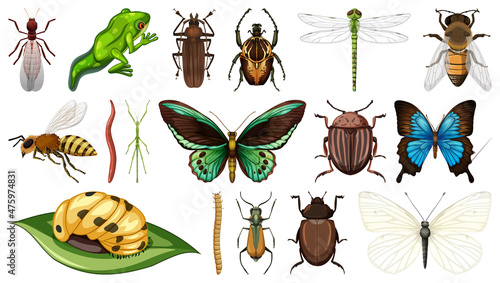Different insects collection isolated on white background