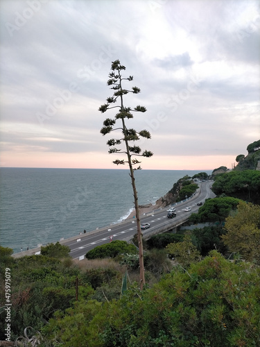 Tree with the beach between Calella de Mar and Sant Pol de Mar-Barcelona-Spain in the eveni photo