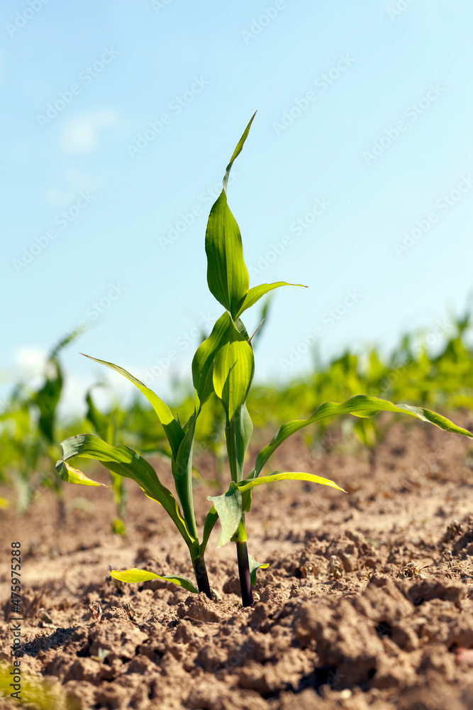 Fototapeta premium green young corn on an agricultural field in the spring season