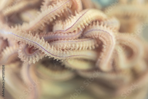 Sand Worm (Perinereis sp.) is the same species as sea worms (Polychaete), Living in a beach area with relatively shallow water levels for education in laboratory. photo
