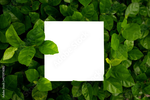 white paper card on green leafs.