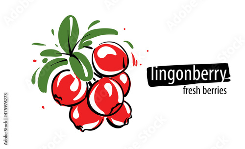 Drawn vector lingonberry on a white background