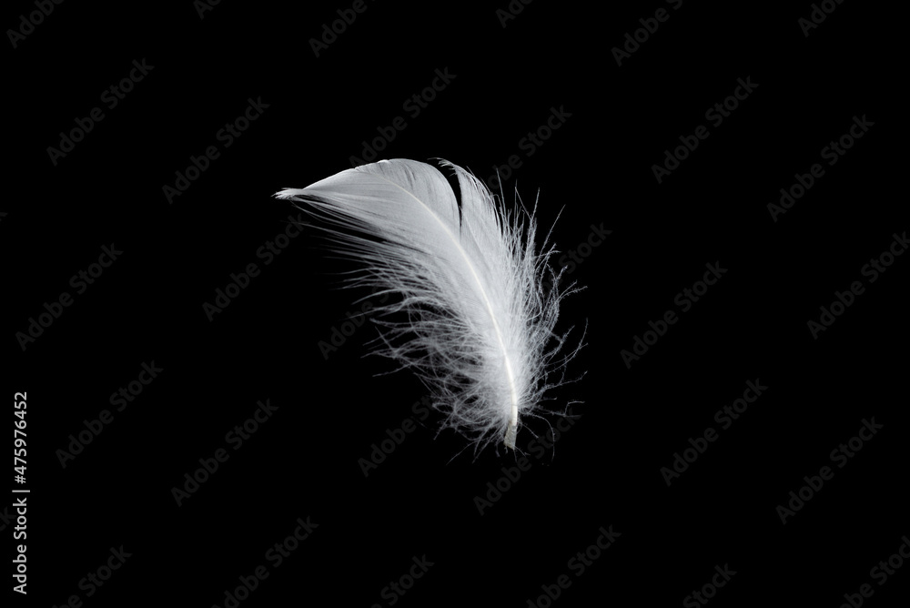 White feather isolated on a black background.