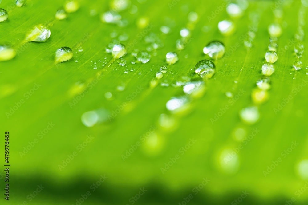 Macro closeup of Beautiful fresh green leaf banana with drop of water after the rain in morning sun nature background. Macro closeup of Beautiful fresh green leaf banana with drop of water after the rain in morning sun nature background.