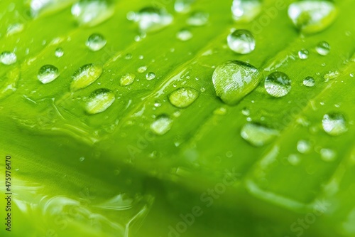 Macro closeup of Beautiful fresh green leaf banana with drop of water after the rain in morning sun nature background.