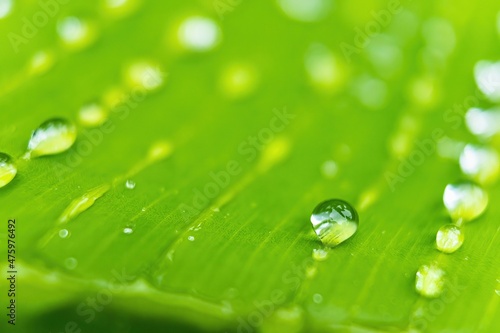Macro closeup of Beautiful fresh green leaf banana with drop of water after the rain in morning sun nature background.