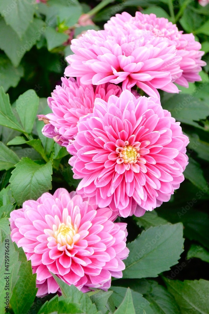 Pink Dahlia flower. Dahlia pinnata is a species in the genus Dahlia, family Asteraceae, with the common name garden dahlia. It is the type species of the genus and is widely cultivated. Pink Dahlia flower. Dahlia pinnata is a species in the genus Dahlia, family Asteraceae, with the common name garden dahlia. It is the type species of the genus and is widely cultivated.