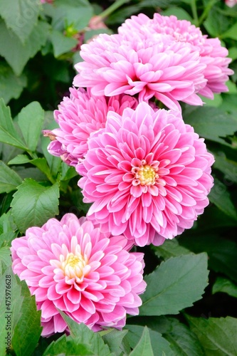 Pink Dahlia flower. Dahlia pinnata is a species in the genus Dahlia  family Asteraceae  with the common name garden dahlia. It is the type species of the genus and is widely cultivated.