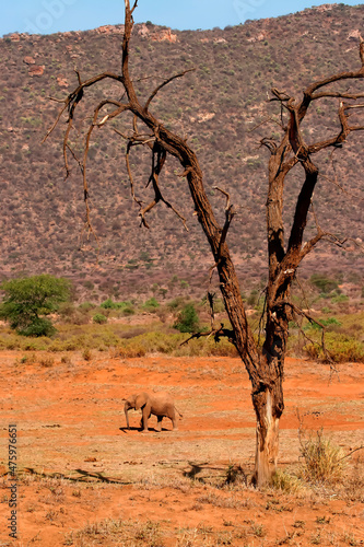 Famille El  phants et   l  phanteaux d Afrique Loxodonta africana Samburu Kenya