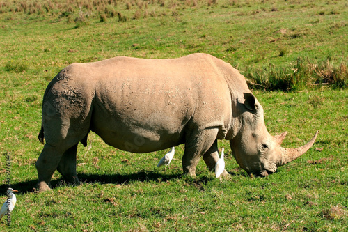 Petit jeune b  b   Rhinoc  ros blanc Ceratotherium simum au lac Nakuru Afrique Kenya