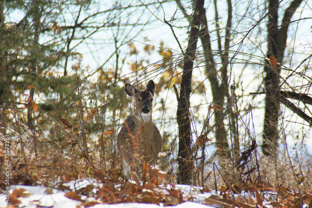 Small dear standing in Snow covered in the middle of the forest with ...