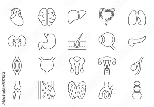 Set of Internal Organs Related Line Icons. Contains such Icons as Reproductive System, Brain, Heart, Blood Vessel, Lungs, Liver, Eye, Pancreas, Urinary, Kidney, Stomach and more