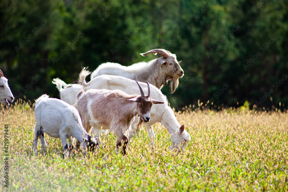 A herd of goats grazes in the meadow. Farming. Self-walking goat. Farm pasture. Summer day. Goats eat grass A herd of goats grazes in the meadow. Farming. Self-walking goat. Farm pasture. Summer day. Goats eat grass