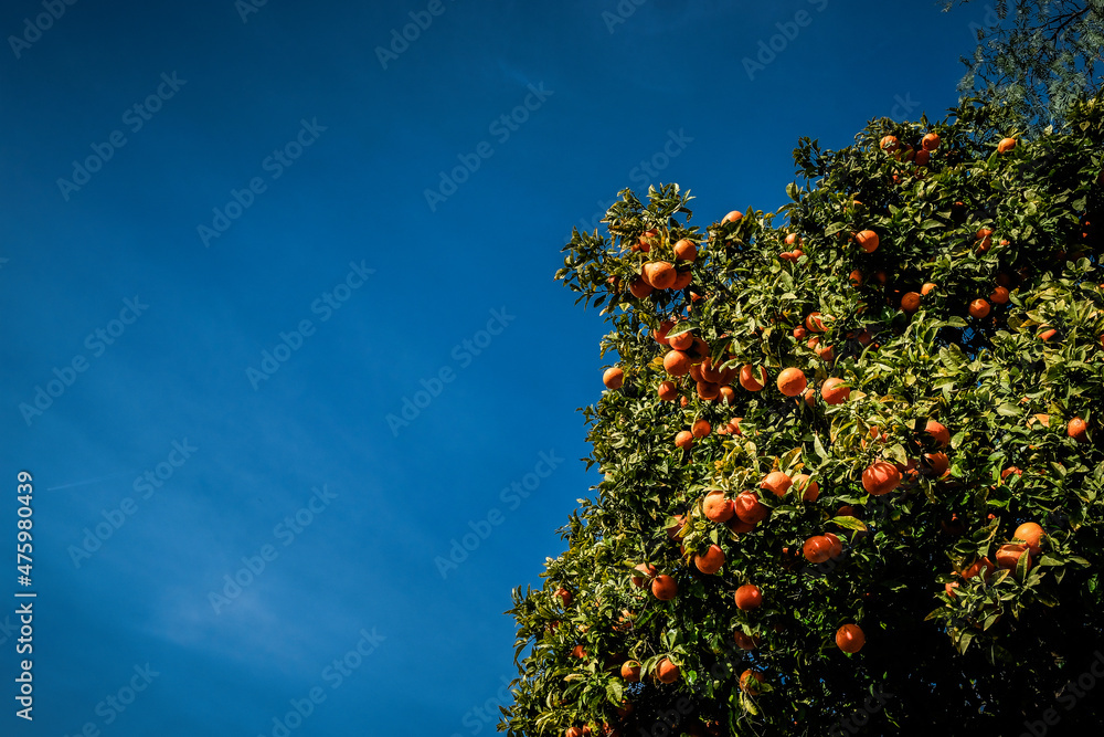 orange tree and sky