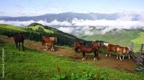 Over the village Verkhovyna Ivano-Frankivsk region in mountains of Chernogora graze free horses of Ukrainian mountaineers - Hutsul Gutsul. storm is coming with lightning  thunder, Foggy sunny morning. photo