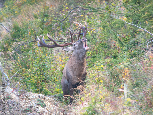  Red deer roaring during rut in autumn