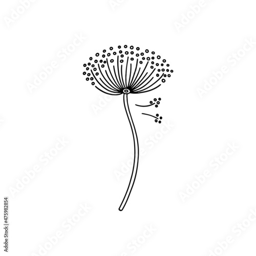 Linear dandelion flower in hand drawn doodle style, vector illustration isolated on white background.
