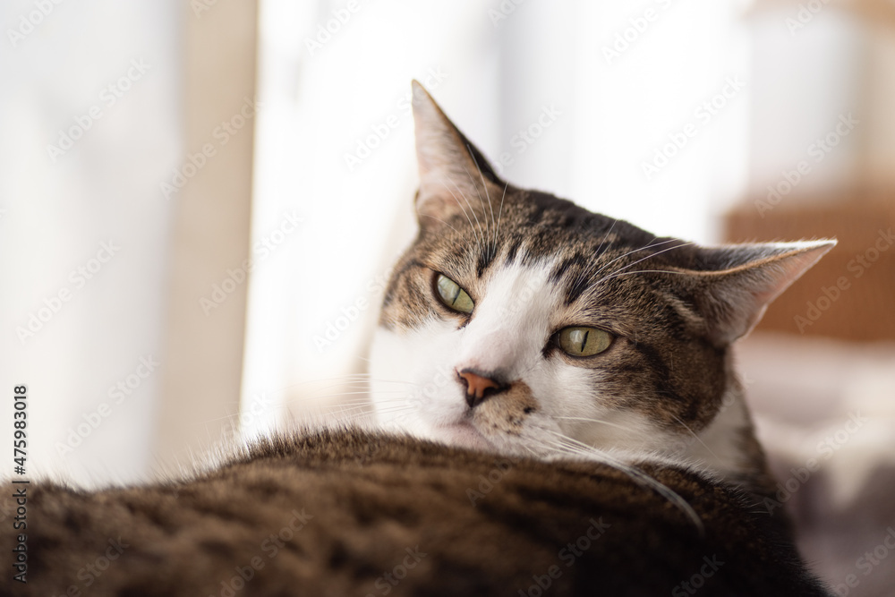 くつろぐ猫 キジトラ猫 くつろぐ猫 キジトラ猫