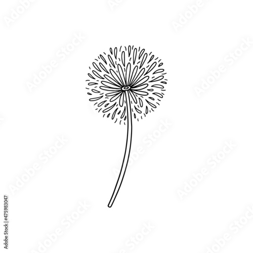 Hand drawn dandelion flower  garden plant in outline doodle style  vector illustration isolated on white background.