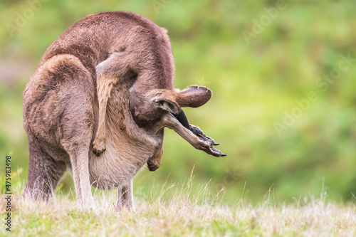 Eastern grey kangaroo (Macropus giganteus) hiding baby in pouch photo