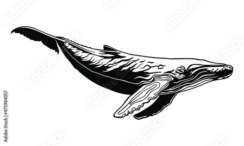 Whale vector clipart. white abstract sperm whale illustration. Graphic design for printing and cutting files. Silhouette cut out design for t-shirt cups and stuff. whale logo, tattoo. Underwater wor