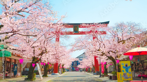 桜と鳥居 佐賀県祐徳稲荷神社