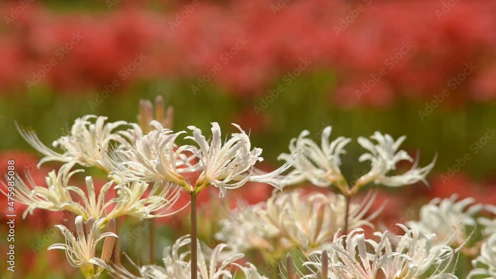 赤をバックに白花曼珠沙華の花のアップ 赤をバックに白花曼珠沙華の花のアップ