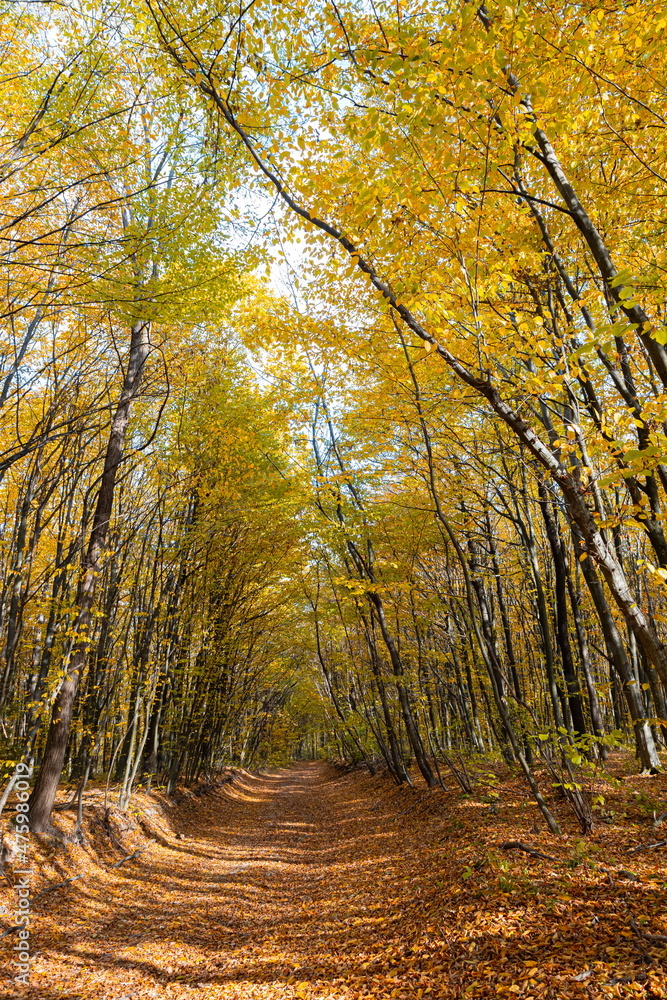 Obraz premium A picturesque path in the autumn forest. beautiful nature, tranquility, relaxation