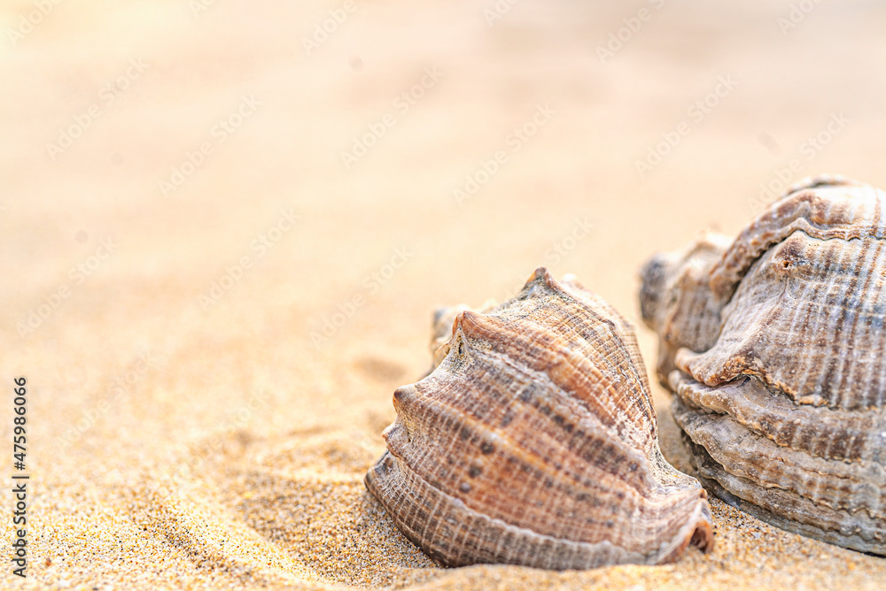 Two seashells on yellow sand with mine space Two seashells on yellow sand with mine space
