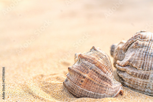Two seashells on yellow sand with mine space